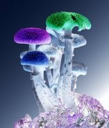 Multi-colored mushrooms